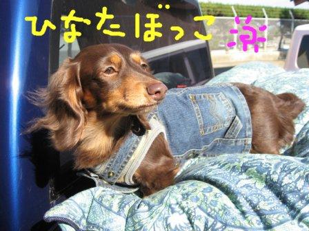 ひなたぼっこ