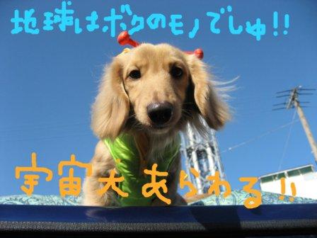 やっぱアホアホ犬