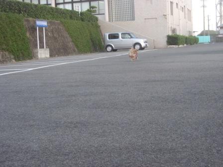 ダッシュ！！