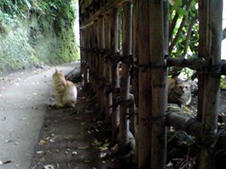 浄智寺の猫