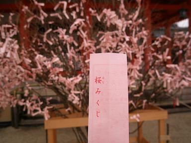 桜みくじ.JPG