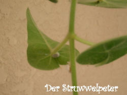 ひっぱったら逆さまになるよ～