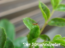 つぼみライダー