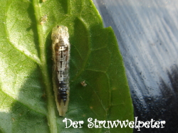 ヒラタアブの幼虫