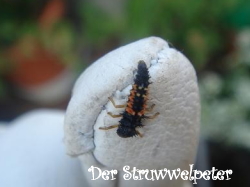 テントウムシの幼虫