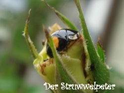 ナミホシテントウ