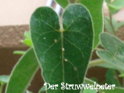 アブラムシ初期