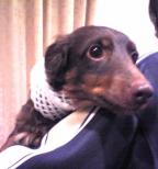 カカオ怪我？２