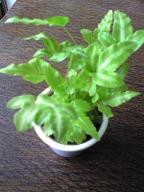 プテリス アルボリネアータ.jpg