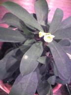 ユーホルビア マラソン２.jpg