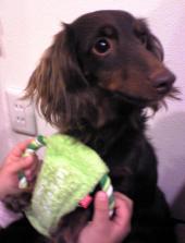 カカオの運転２