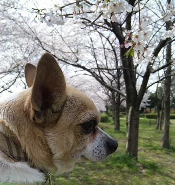 桜とチュウ.jpg