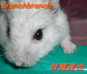 詰まりチュワがやっと出てきました。