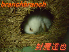 新しく寝床をご用意