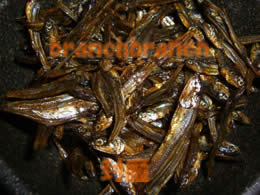 手作りおせち　ごまめ