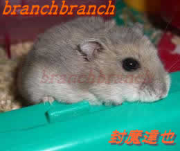 【18】ブルーサファイアのマリン