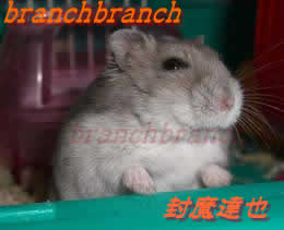 【19】ブルーサファイアのマリン