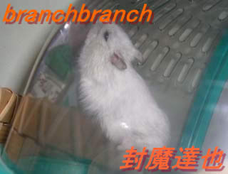 必死にぶら下がるチュワルフさん