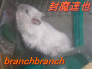 デブデブしいチュワルフさん