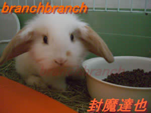 【2】我が家のロップ・イヤー　バニラちゃん