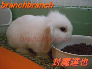 【3】我が家のロップ・イヤー　バニラちゃん