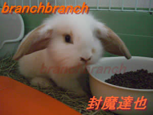 【4】我が家のロップ・イヤー　バニラちゃん