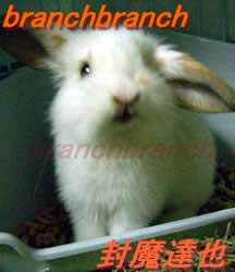 【7】きょとんとした表情のバニラ