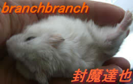 半分ひねり気味のチュワルフさん