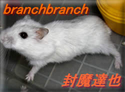 チュワルフの掃除中の行動2