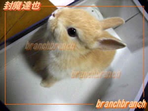 ネザーランドラビット「マロン」ちゃん1