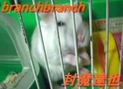 寝起きのチュワルフさん２