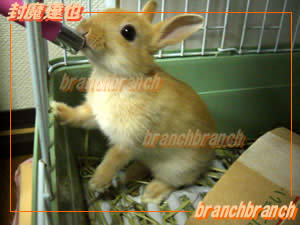 ネザーランドラビット「マロン」ちゃん3