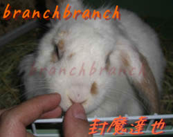 【40】ロップイヤーのバニラさん