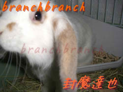 【38】ロップイヤーのバニラさん