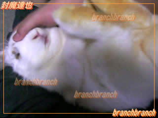 【64】もみくちゃバニラ５