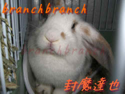 【37】ロップイヤーのバニラさん