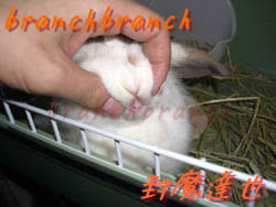 【36】ロップイヤーのバニラさん