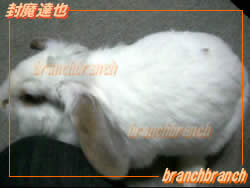 【62】ロップイヤーのバニラ