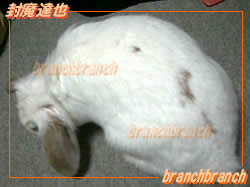 【60】ロップイヤーのバニラ