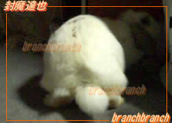 【59】ロップイヤーのバニラ