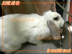 【58】ロップイヤーのバニラ