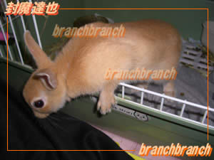 ネザーランドラビット「マロン」ちゃん6