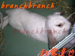 【45】うさぎ!長い!?