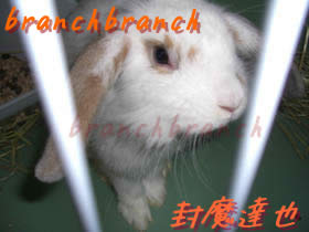 【44】ウサギ。取り合えずウサギ