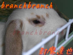 【43】きっと、ウサギ