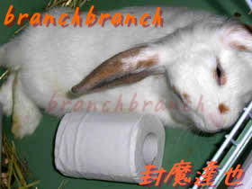 【41】ウサギと比較