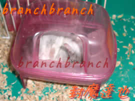 【12】マリン転がり