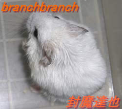 我が家のハムスター『チュワルフ』さん