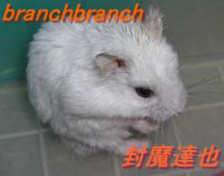 我が家のハムスター『チュワルフ』さん