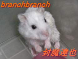 我が家のハムスター『チュワルフ』さん